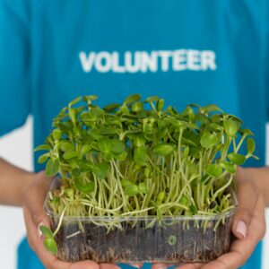 Green Plant on Brown Woven Basket
